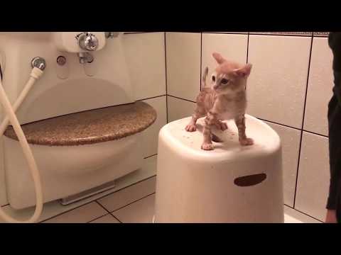 おとなしく風呂に入る子猫の鳴き声がかわいいwidth=190