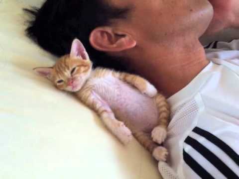 子猫がなかなか寝つかれないwidth=190