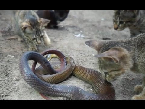 ネコが蛇を噛み付いて食べているwidth=190