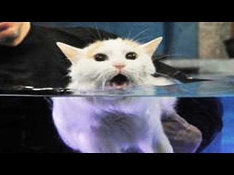 ネコは水が大嫌いなのだwidth=190