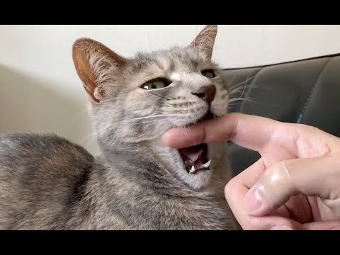 ネコが噛む本当の理由とはwidth=190