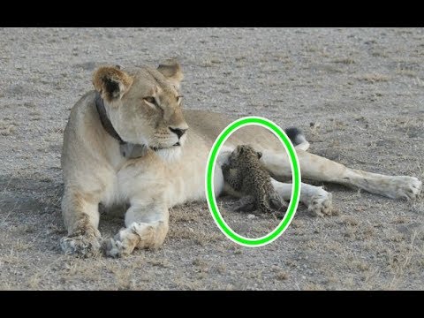 ヒョウの赤ちゃんをライオンが保護するwidth=190