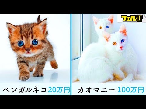 世界に存在する希少価値のあるネコwidth=190