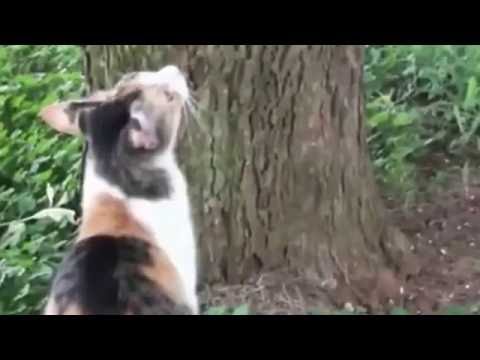 木の上の子猫の泣き声を母猫がwidth=190
