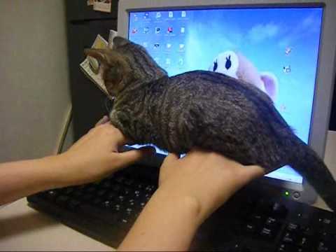 子猫がキーボードに邪魔するwidth=190