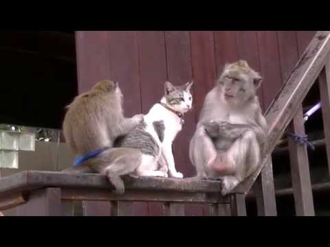 バリ島のネコと猿は仲がよいwidth=190
