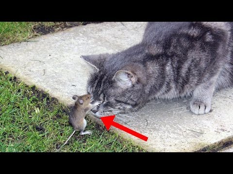 ネコとネズミがエサの奪い合いwidth=190