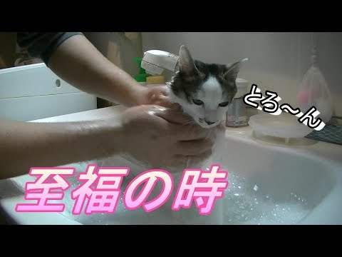 入浴のときにはおとなしいネコwidth=190