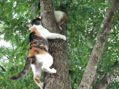 木に登った子猫を母親が助けるがwidth=190