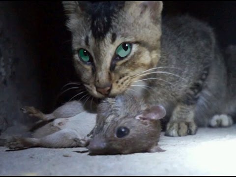 ネコがネズミをガリガリと食べるwidth=190