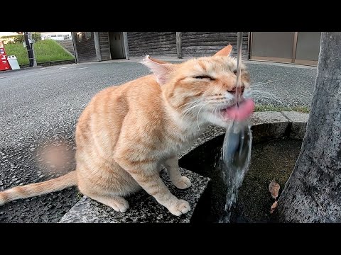 ネコが蛇口から流れる水を飲んでいるwidth=190