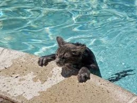ネコがいかに水を嫌うかwidth=190