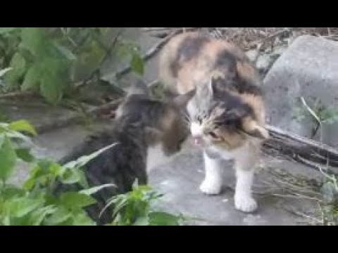 大人のネコが子猫を威嚇する。width=190