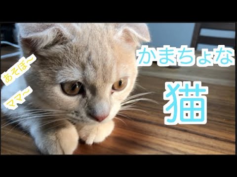 甘えん坊の子猫width=190