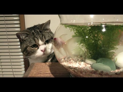 ネコが金魚を見つめるwidth=190
