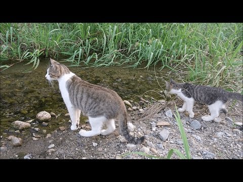 川の渡り方を母猫が子猫に教えるwidth=190